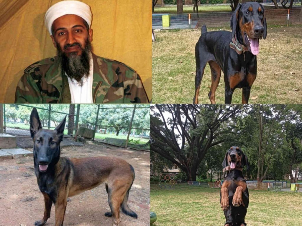 Belgium malinois Dog