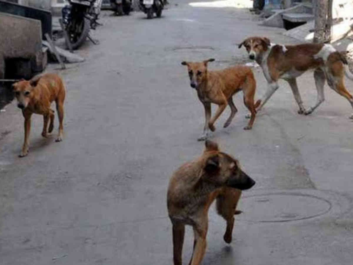 DOG FAKE NEWS