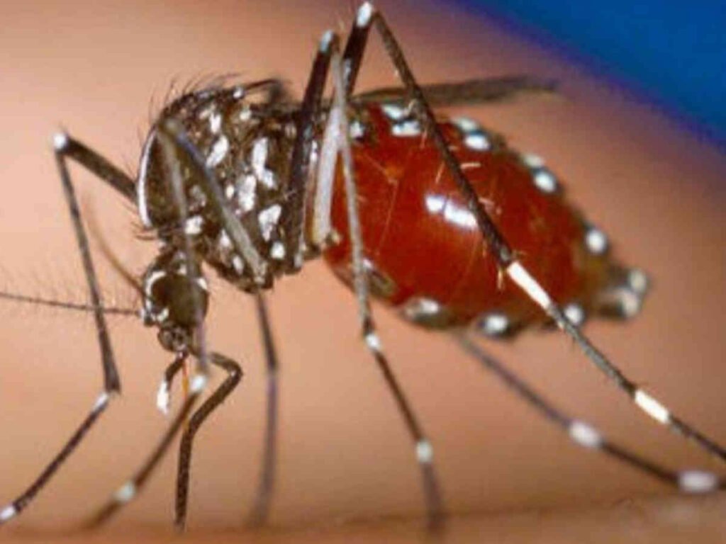 Chikungunya