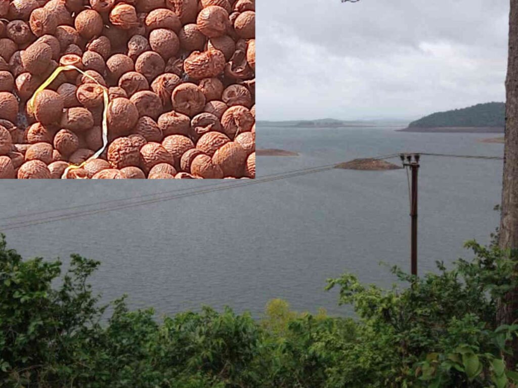 Bhadra Dam Water Level