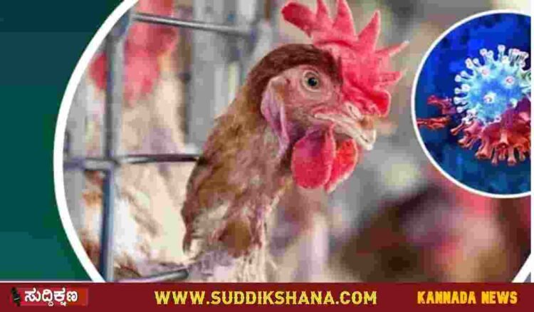 ಹಕ್ಕಿಜ್ವರ ಭಯ ಬೇಡ, ಹಕ್ಕಿಗಳಿಂದ ಮನುಷ್ಯರಿಗೆ ಹರಡುವುದು ಅಪರೂಪ: ದಿನೇಶ್ ಗುಂಡೂರಾವ್