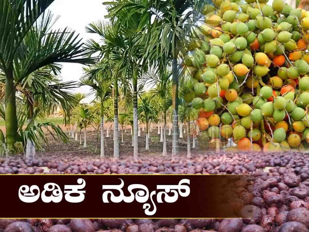 ಅಡಿಕೆ