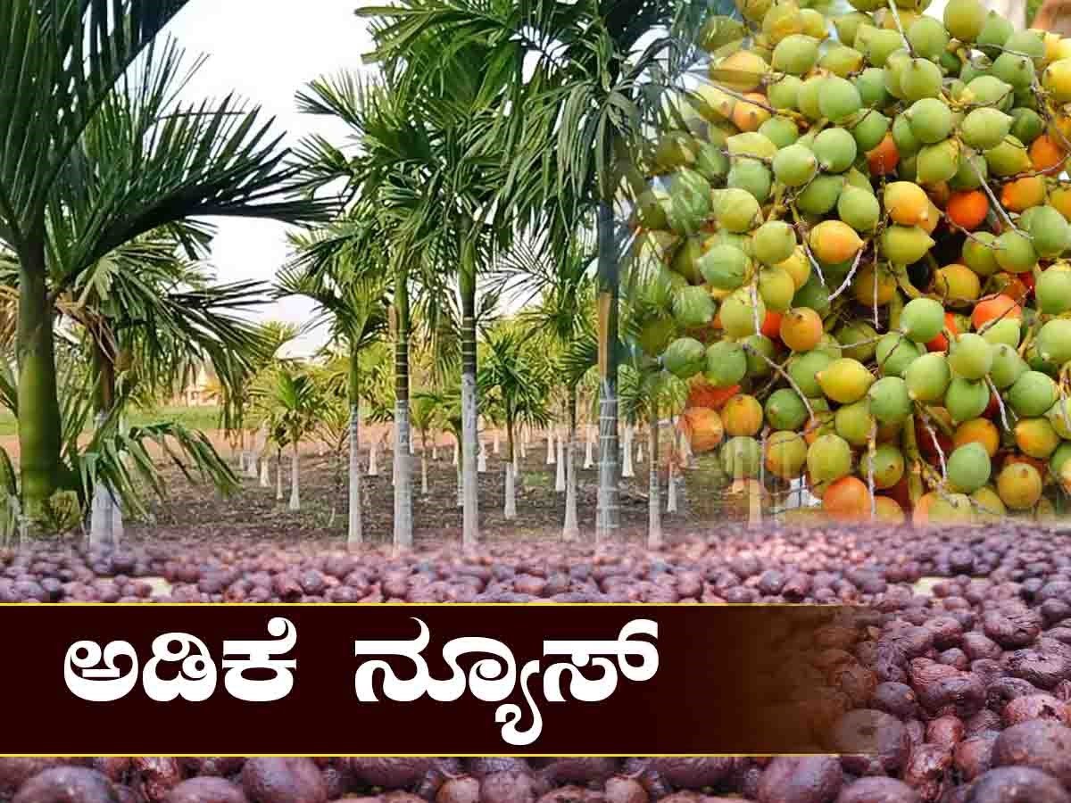 ಅಡಿಕೆ