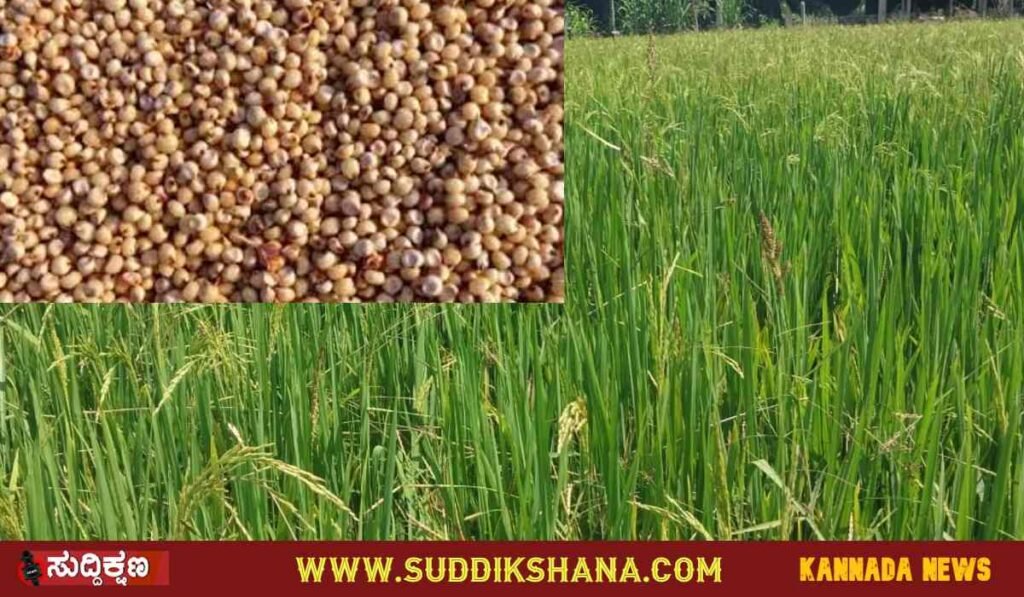 ದಾವಣಗೆರೆ