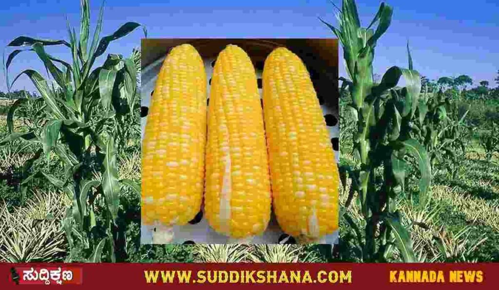 ಮೆಕ್ಕೆಜೋಳ