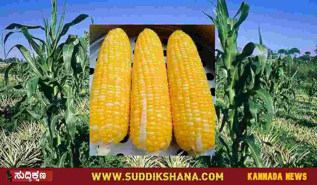 ಮೆಕ್ಕೆಜೋಳ