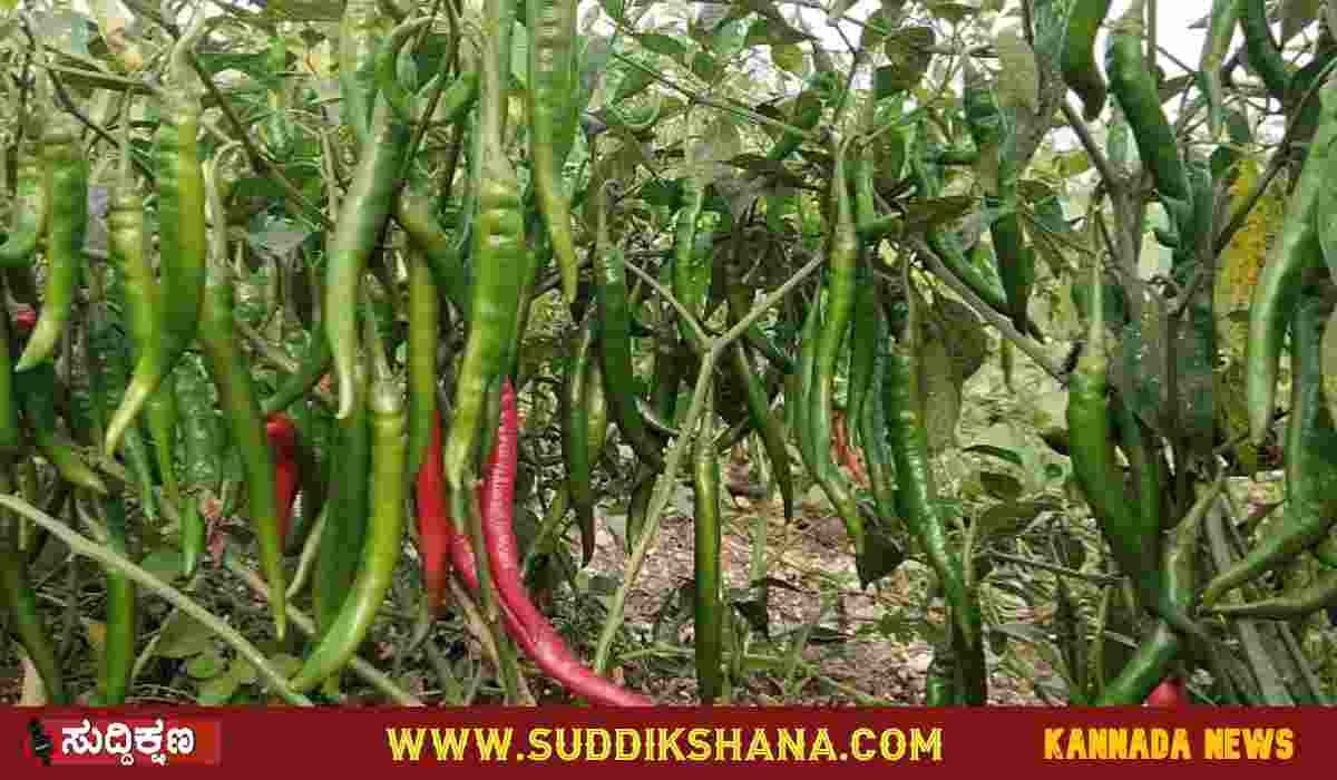ಮೆಣಸಿನಕಾಯಿ