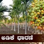 ಅಡಿಕೆ