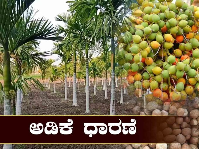 ಅಡಿಕೆ