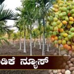 ಅಡಿಕೆ
