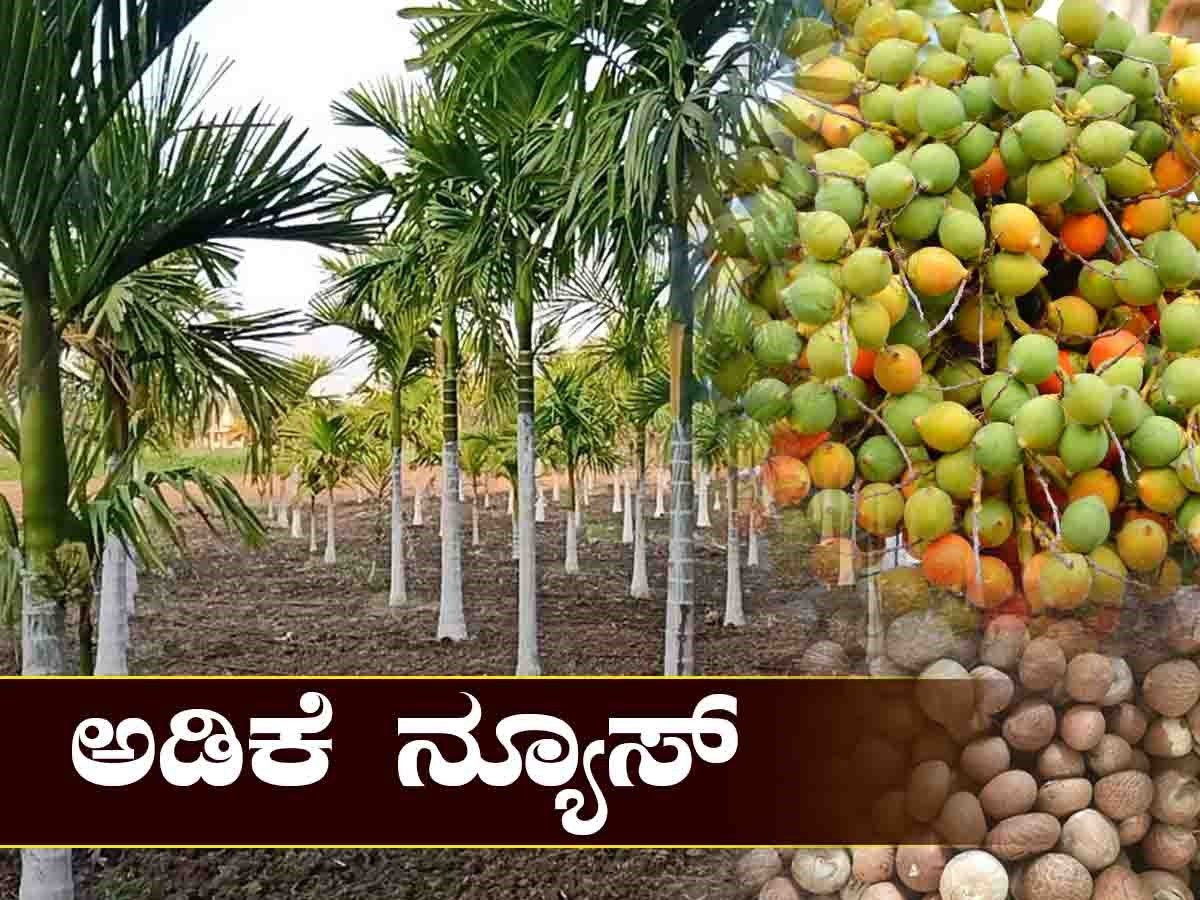ಅಡಿಕೆ
