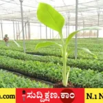 ದಾವಣಗೆರೆ