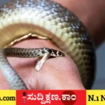 ಹಾವು