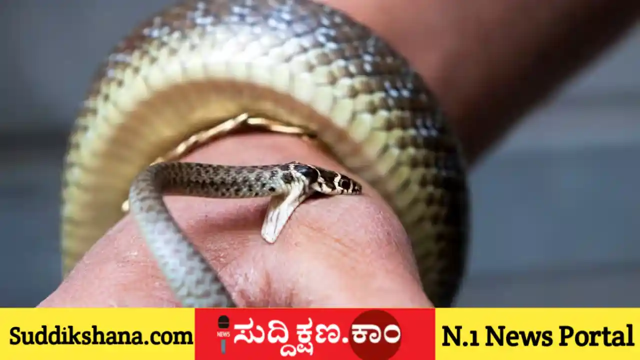 ಹಾವು