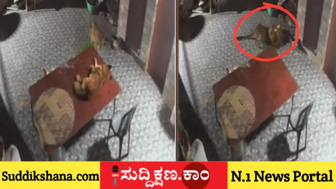 ಚಿರತೆ
