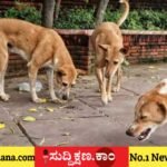 ಬೀದಿನಾಯಿ