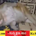 ಮಂಗ