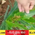 ಮುಸುಕಿನ ಜೋಳ