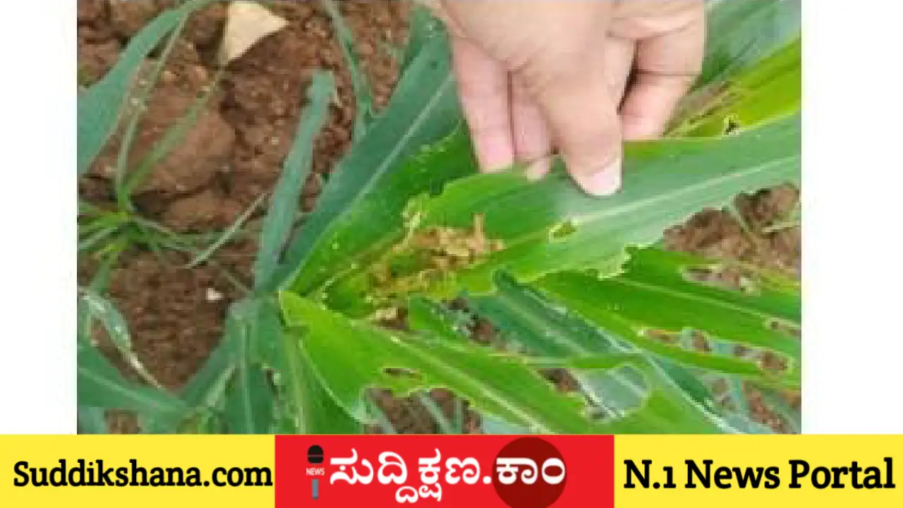 ಮುಸುಕಿನ ಜೋಳ