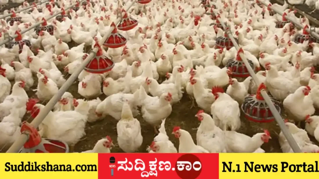 ಕೋಳಿ