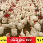 ಕೋಳಿ