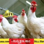 ಕೋಳಿ ಮರಿ