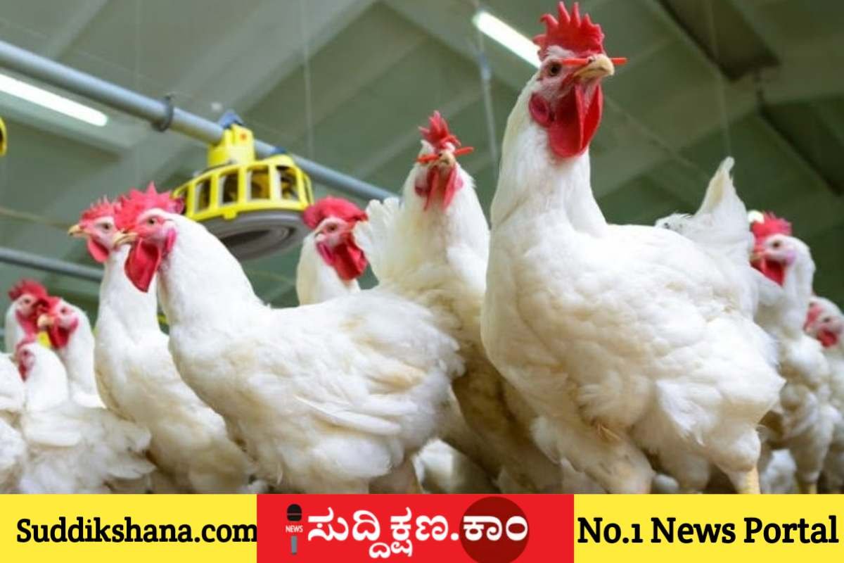 ಕೋಳಿ ಮರಿ