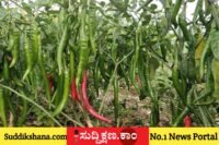 ಮೆಣಸಿನಕಾಯಿ