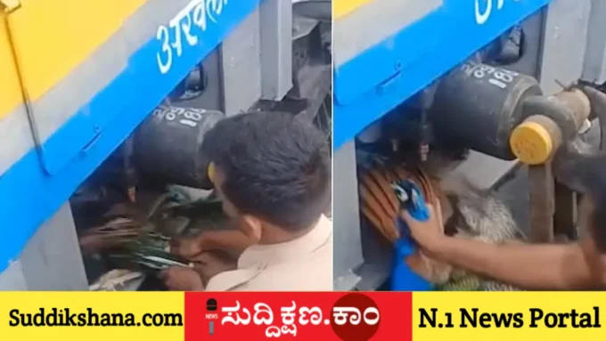 ನವಿಲು