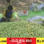 ನೆಲ್ಲಿಕಾಯಿ