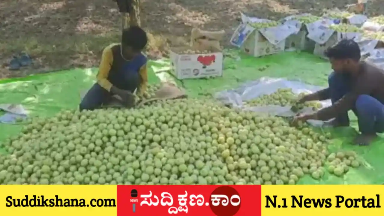 ನೆಲ್ಲಿಕಾಯಿ