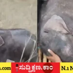 ಆನೆ