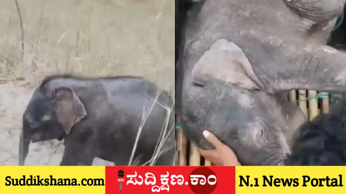 ಆನೆ