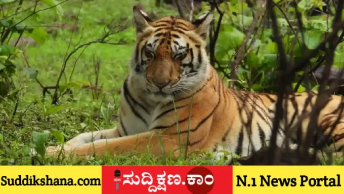ವನ್ಯಜೀವಿ