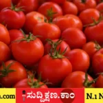 ಟೊಮೆಟೊ