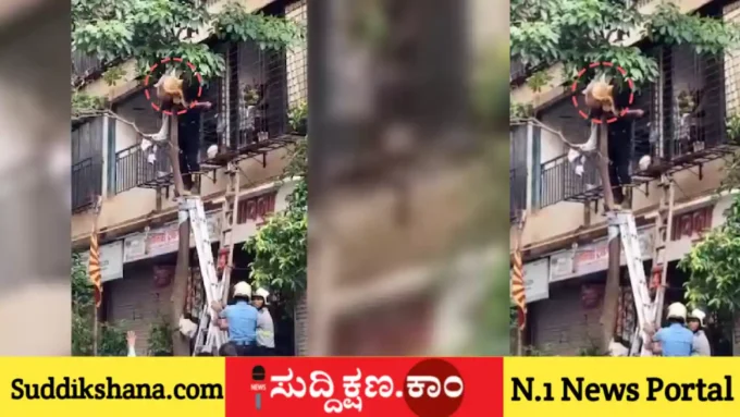 ನವವಧು