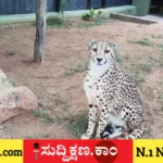 ಬನ್ನೇರುಘಟ್ಟ